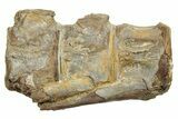 Fossil Fish (Ichthyodectes) Vertebrae - Kansas #254607-1